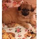 Culcus pentru animale moale , confortabil ,  din bumbac ranforce , diverse modele