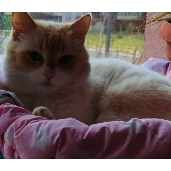 Culcus pentru animale  moale , confortabil , din bumbac ranforce , diverse modele