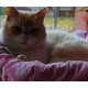 Culcus pentru animale  moale , confortabil , din bumbac ranforce , diverse modele