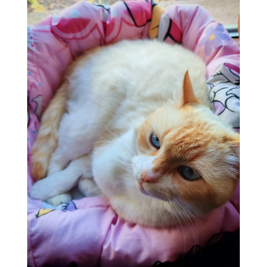 Culcus pentru animale  moale , confortabil , din bumbac ranforce , diverse modele